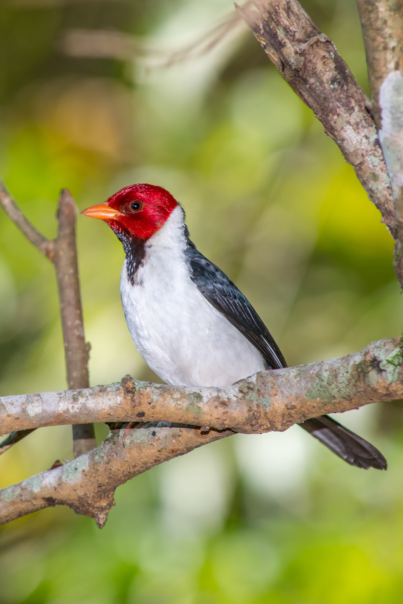 Nikon D800 sample photo. Yellow-billed cardinal photography