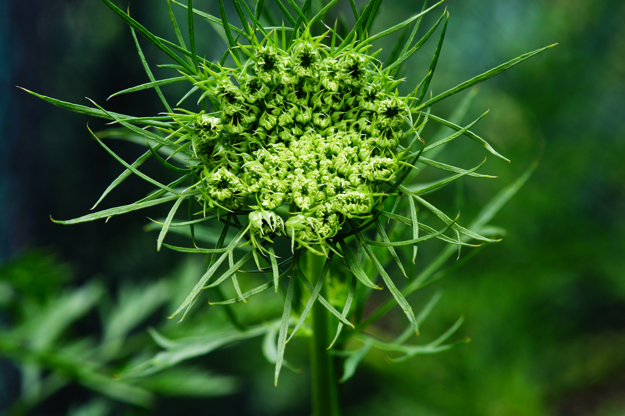 Sony a99 II + Tamron SP AF 90mm F2.8 Di Macro sample photo. Macro magía photography