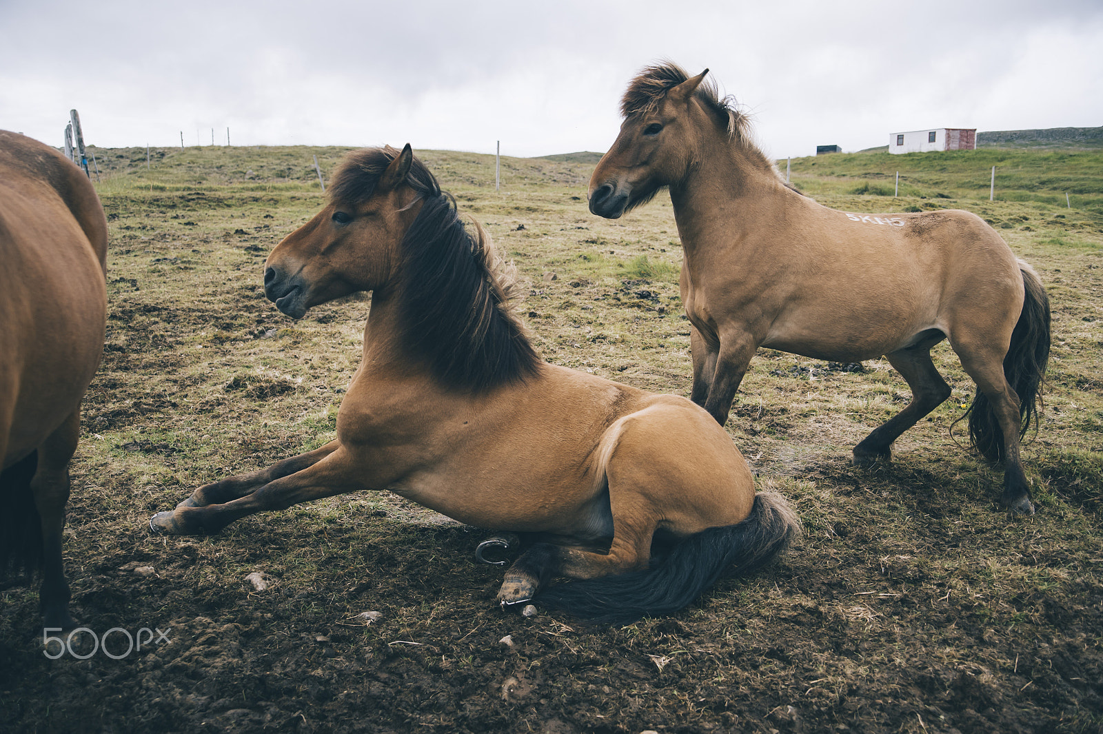 Nikon D700 sample photo. Icelandic horses photography