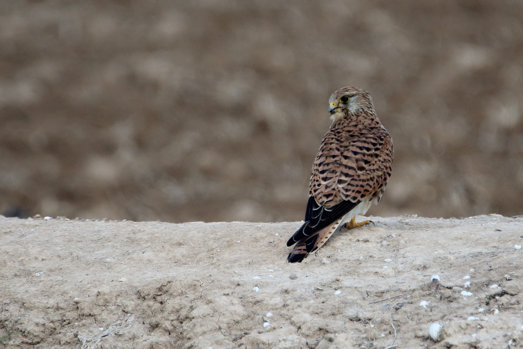 Canon EOS 1200D (EOS Rebel T5 / EOS Kiss X70 / EOS Hi) + Tamron SP 150-600mm F5-6.3 Di VC USD sample photo. Falco tinnunculus (cernícalo vulgar hembra) photography