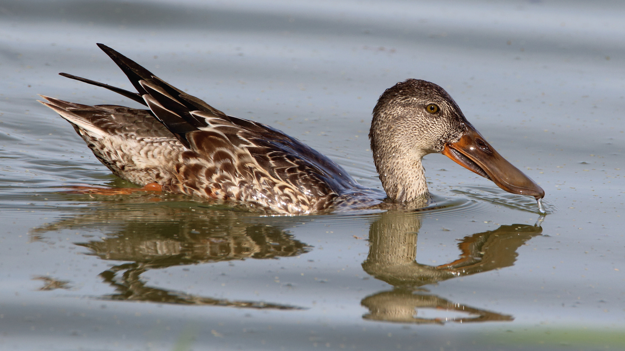 Tamron SP 150-600mm F5-6.3 Di VC USD sample photo. Anas clypeata (cuchara común) photography