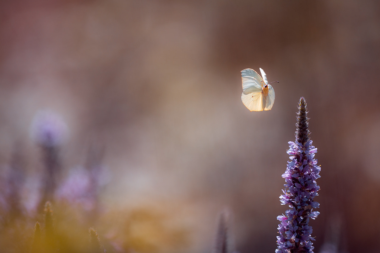 Sigma 500mm F4.5 EX DG HSM sample photo. Butterfly photography