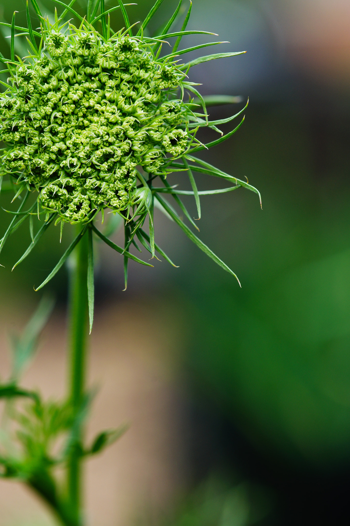 Sony a99 II + Tamron SP AF 90mm F2.8 Di Macro sample photo. Macro magía photography