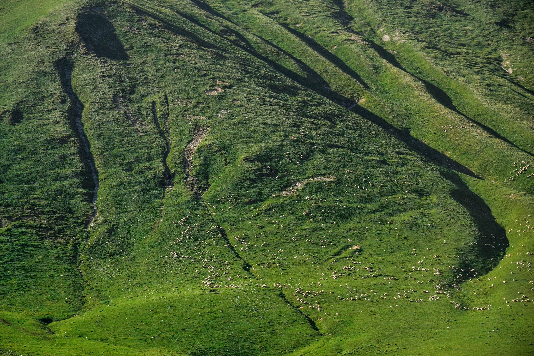 Sigma 28-300mm F3.5-6.3 DG Macro sample photo. Draw me a sheep photography