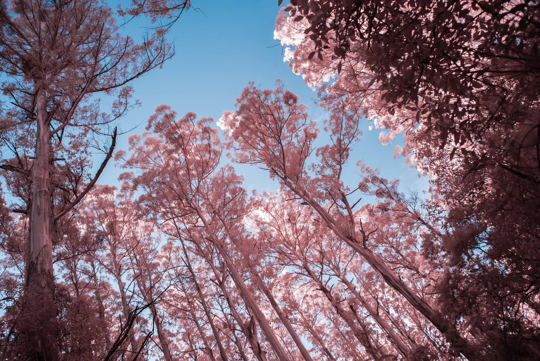 Nikon D610 + Nikon AF Nikkor 28mm F2.8D sample photo. Reach for the sky photography