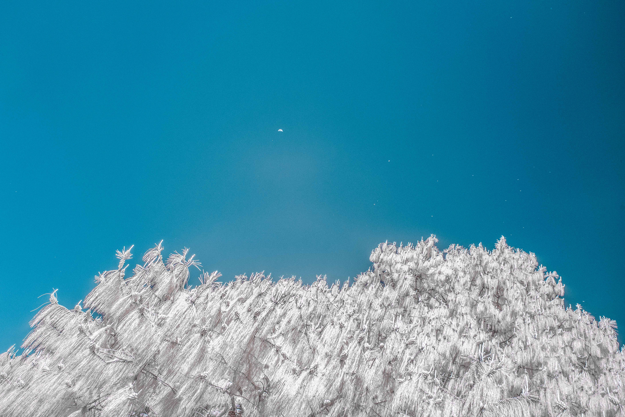 Nikon AF Nikkor 28mm F2.8D sample photo. Moon and seeds photography