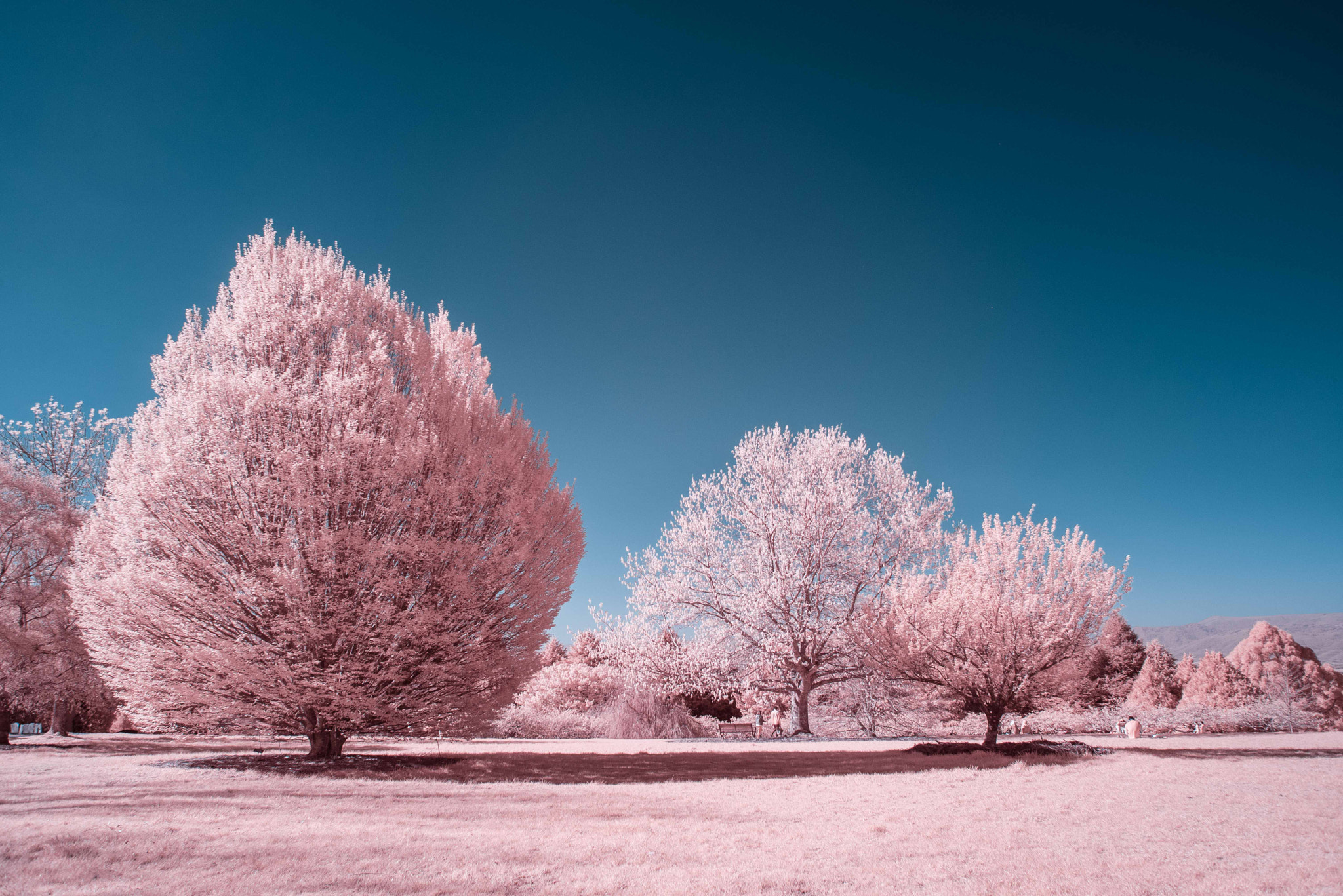 Nikon D610 + Nikon AF Nikkor 28mm F2.8D sample photo. Candy floss tree photography