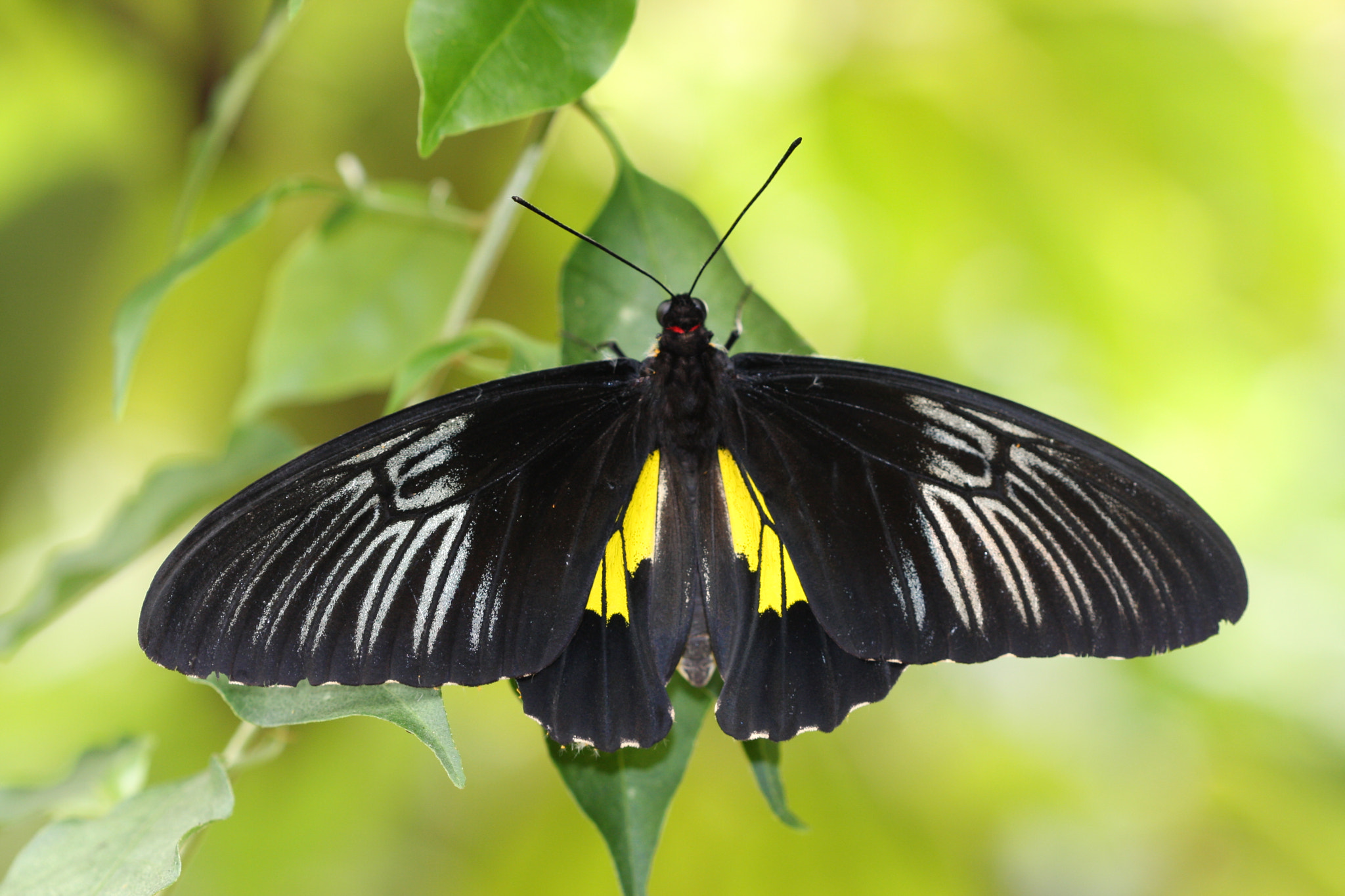 Canon EF 100mm F2.8 Macro USM sample photo. Papilio polytes photography