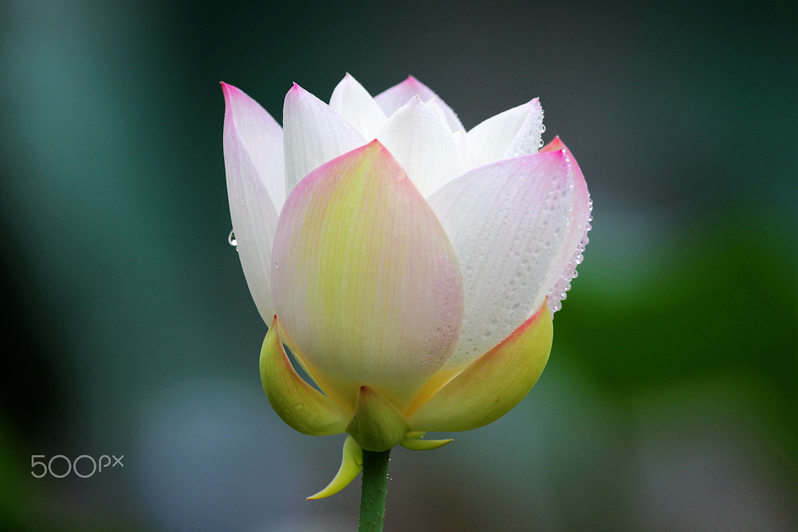 Canon EOS-1D Mark IV sample photo. Flower-4 photography