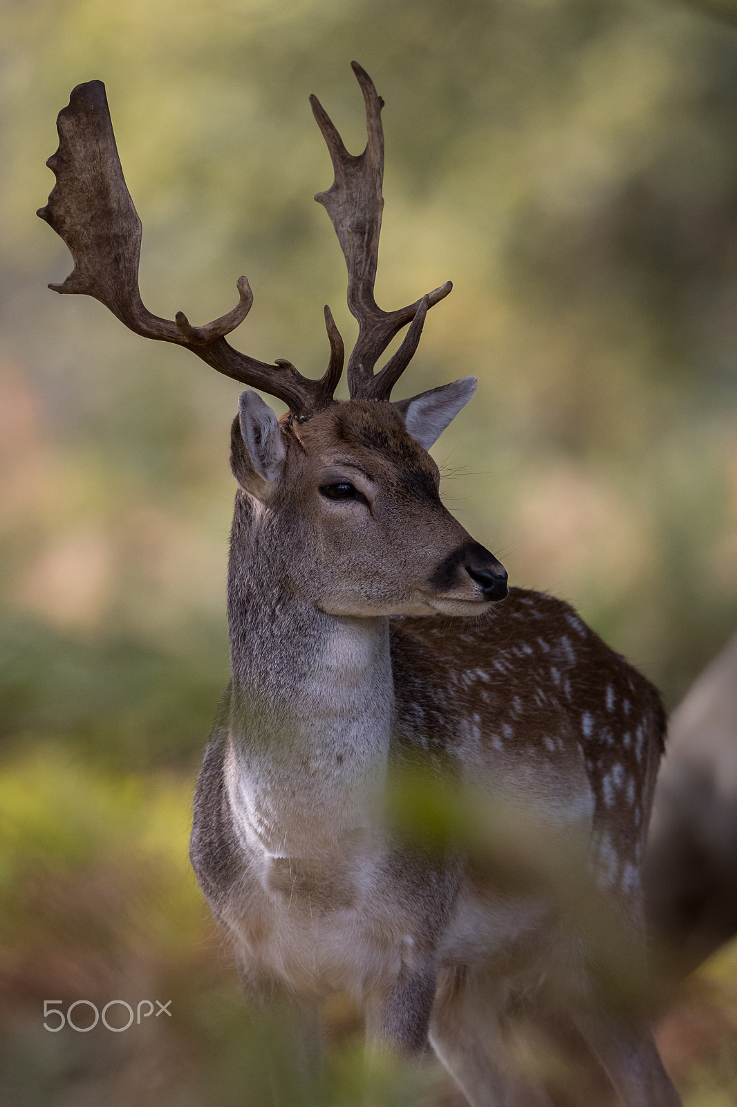 Canon EF 500mm F4L IS II USM sample photo. Fallow deer buck photography