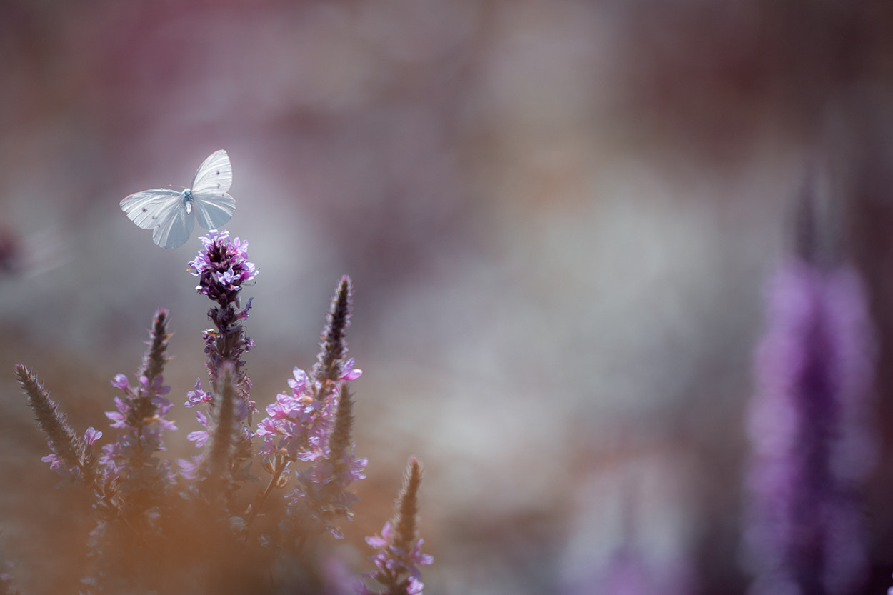 Nikon D800 + Sigma 500mm F4.5 EX DG HSM sample photo. Butterfly 2 photography