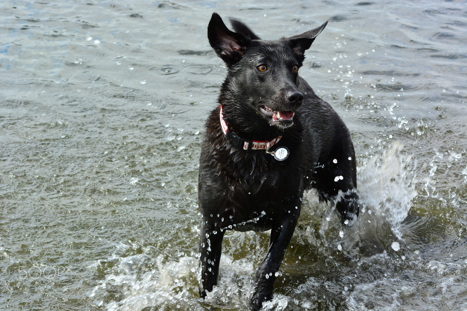 Nikon AF Nikkor 70-300mm F4-5.6G sample photo. Splish splash photography