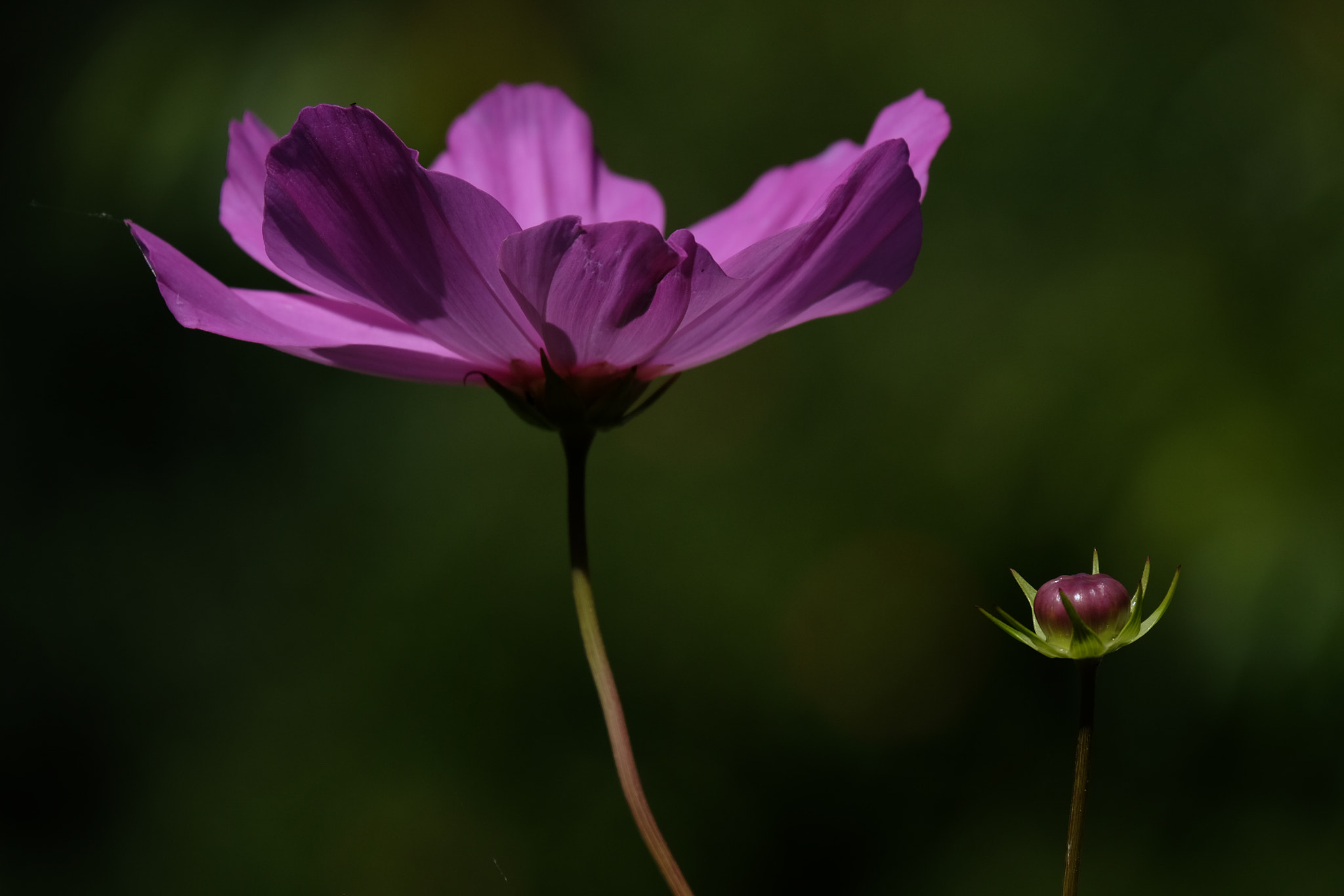 Fujifilm X-T1 + Fujifilm XC 50-230mm F4.5-6.7 OIS sample photo. Cosmos photography