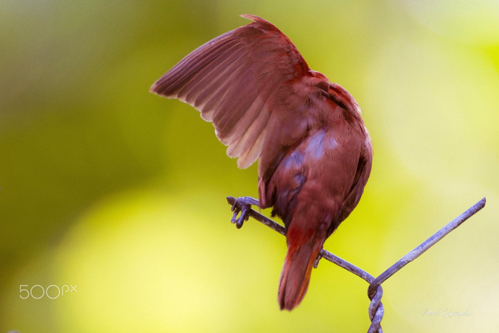 Tamron SP 70-300mm F4-5.6 Di VC USD sample photo. Hide your love away photography