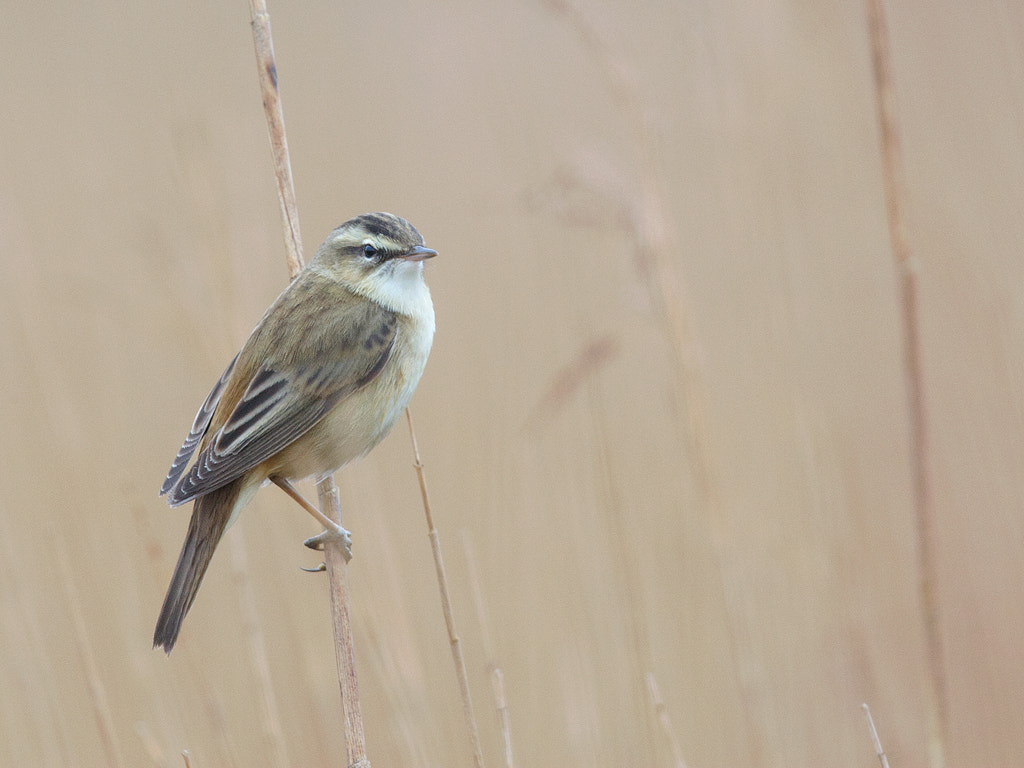 Canon EF 600mm F4L IS II USM sample photo. Sedge warbler
.  photography