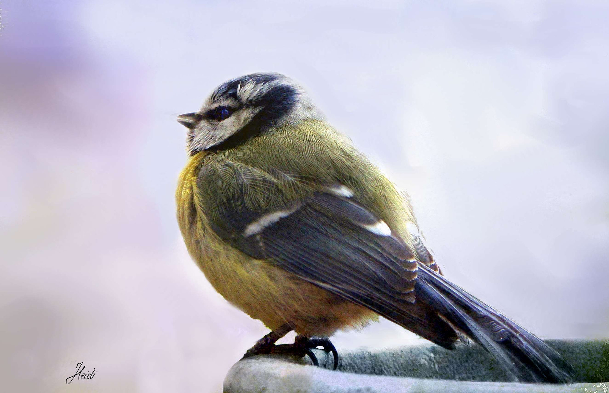 Sony DSC-T77 sample photo. ~ blue tit ~ photography