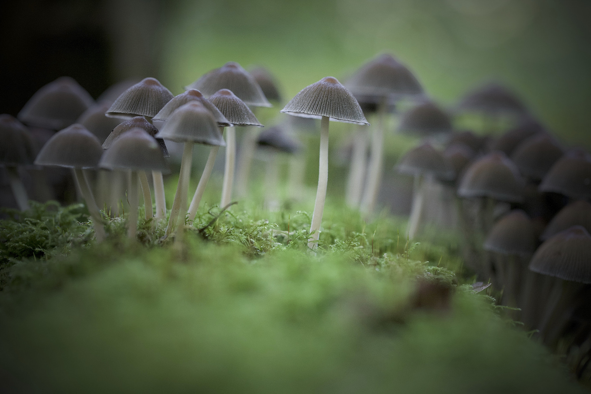 Canon EOS-1Ds Mark III sample photo. Mushrooms photography