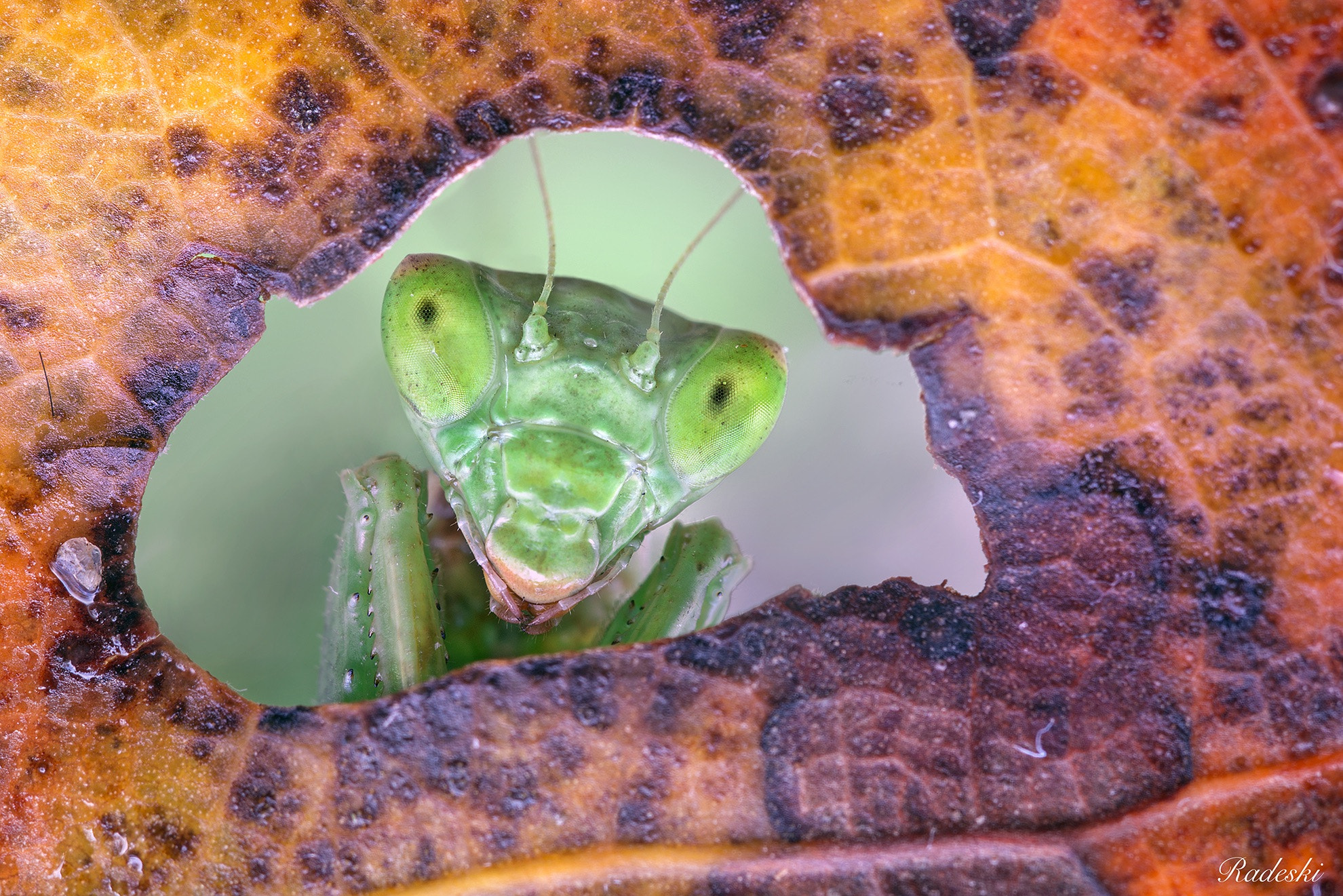 Nikon D800E + Nikon AF Micro-Nikkor 60mm F2.8D sample photo. Mantide guardona photography
