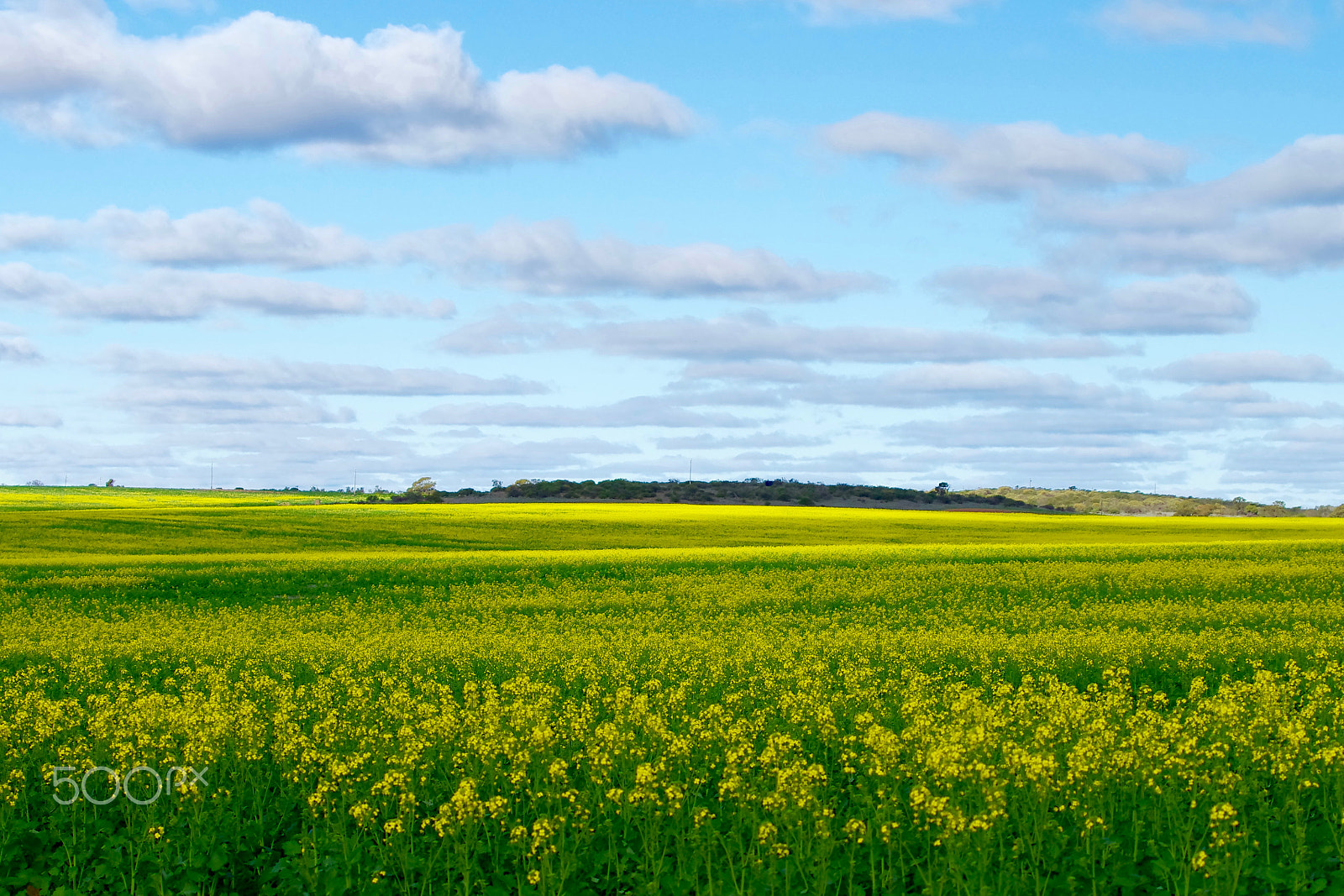 Pentax smc DA* 60-250mm F4.0 ED (IF) SDM sample photo. Rape flowers field photography