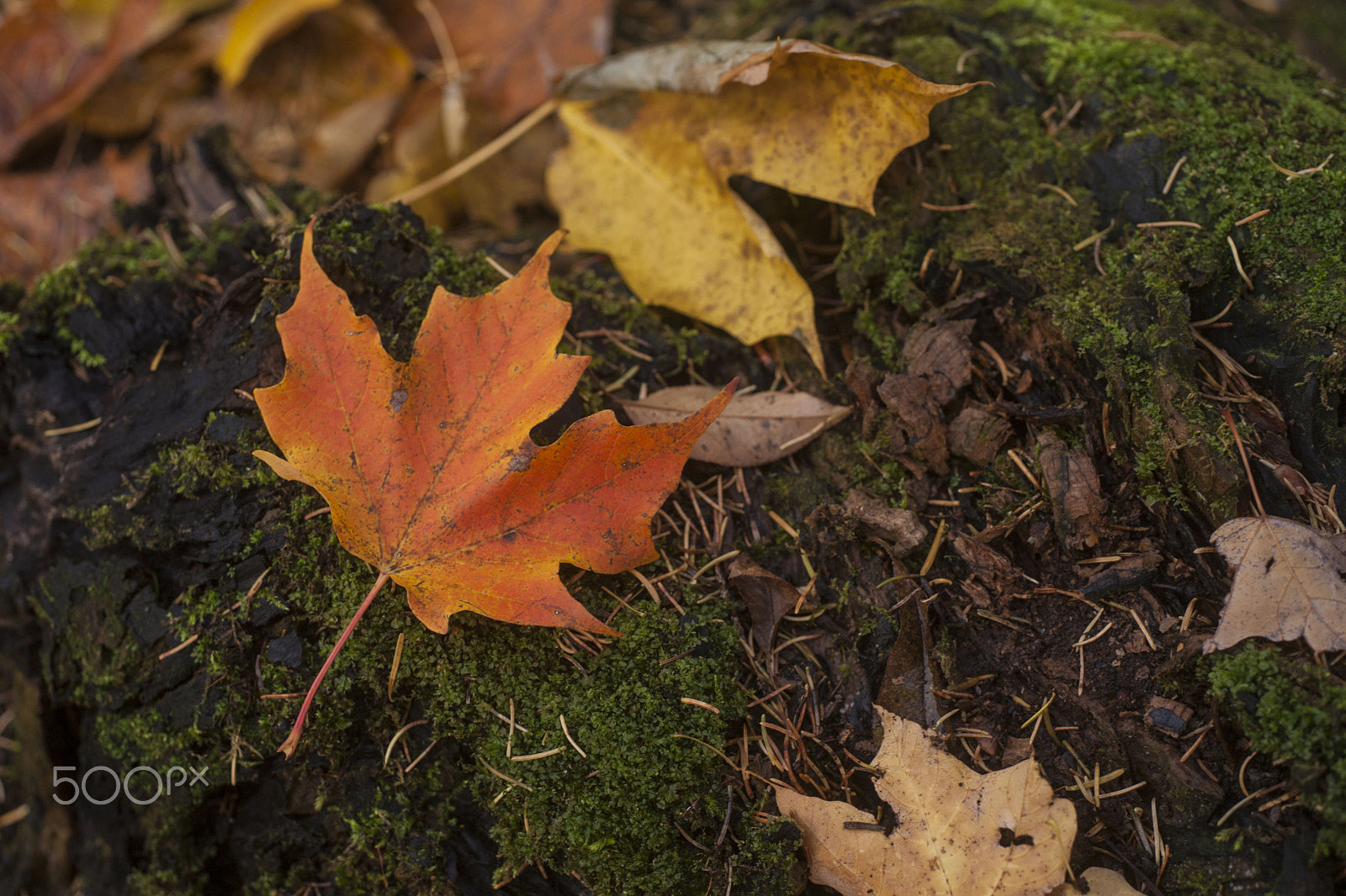 Sony Alpha DSLR-A900 + MACRO 50mm F2.8 sample photo. Underwood photography