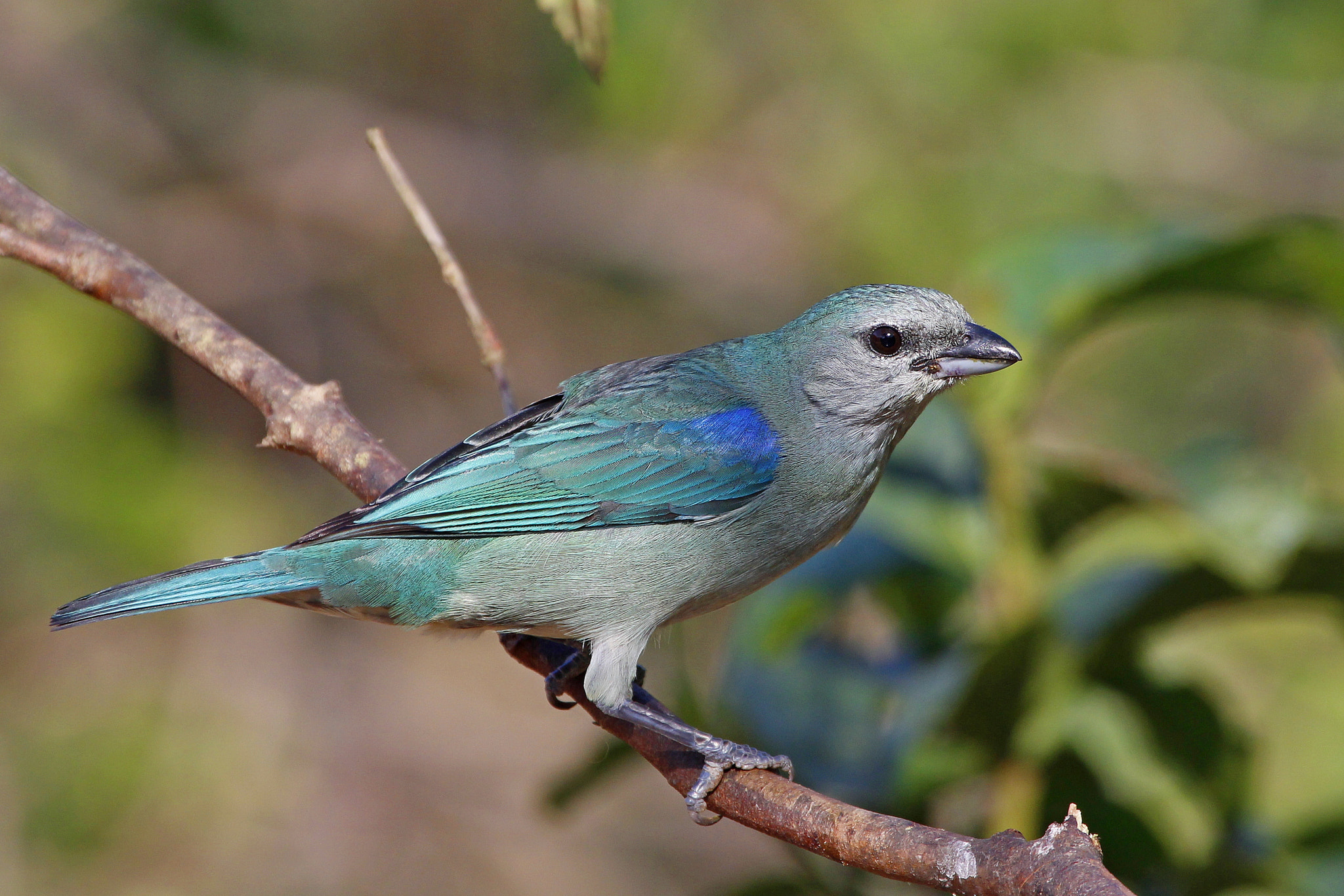 Canon EF 100-400mm F4.5-5.6L IS USM sample photo. Azure-shouldered tanager photography