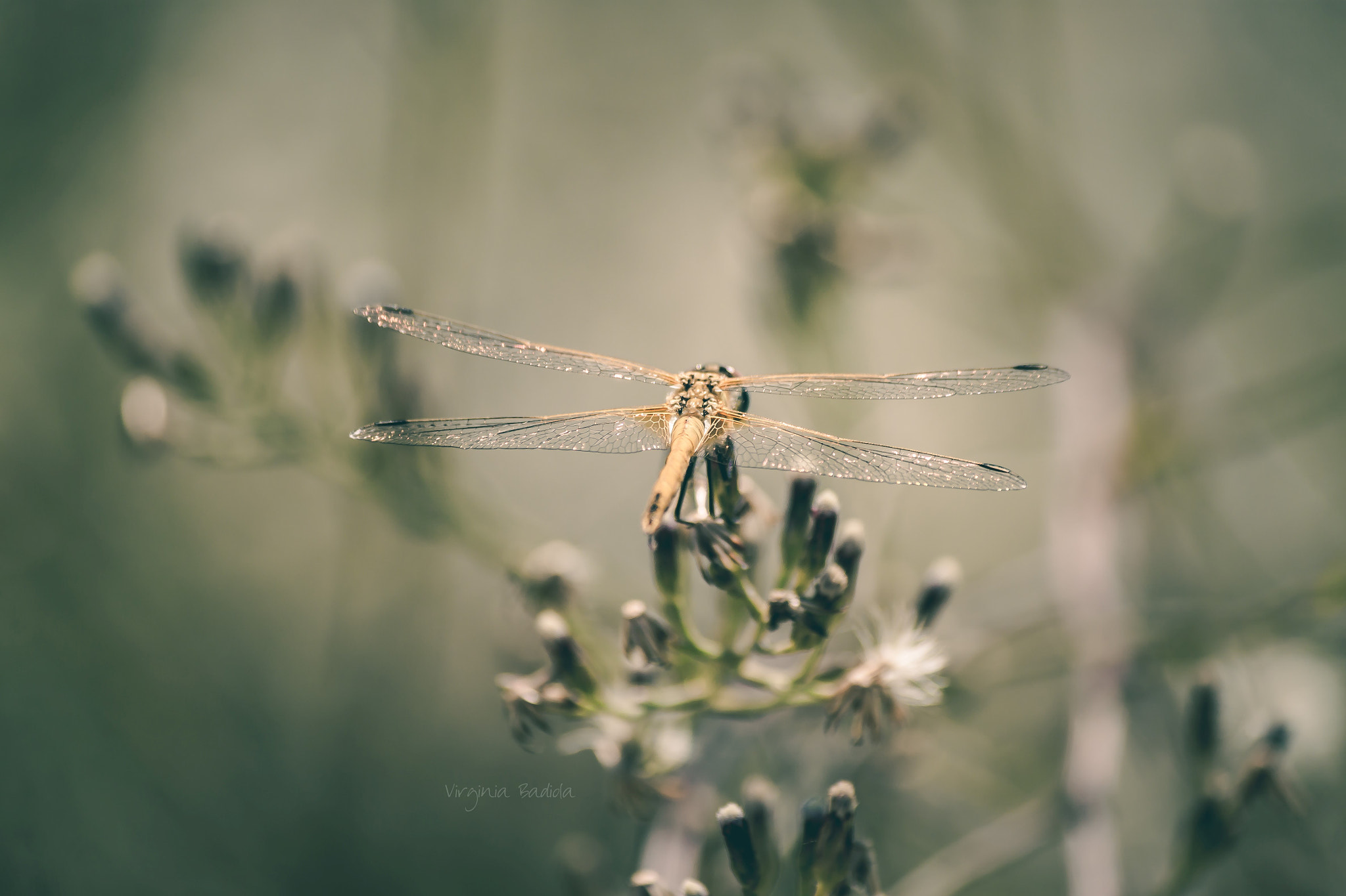 Canon EF-S 55-250mm F4-5.6 IS II sample photo. *** photography