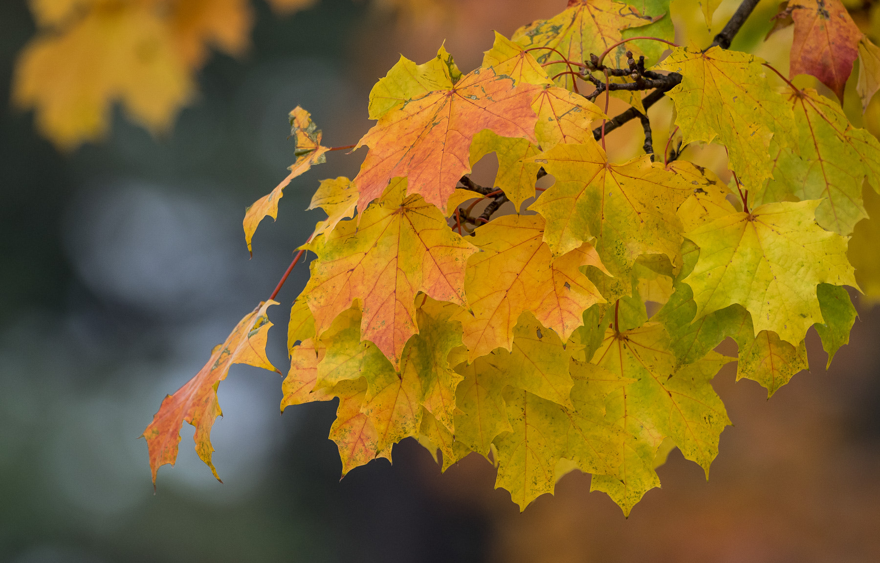 Olympus OM-D E-M1 + OLYMPUS M.300mm F4.0 sample photo. Herbst photography