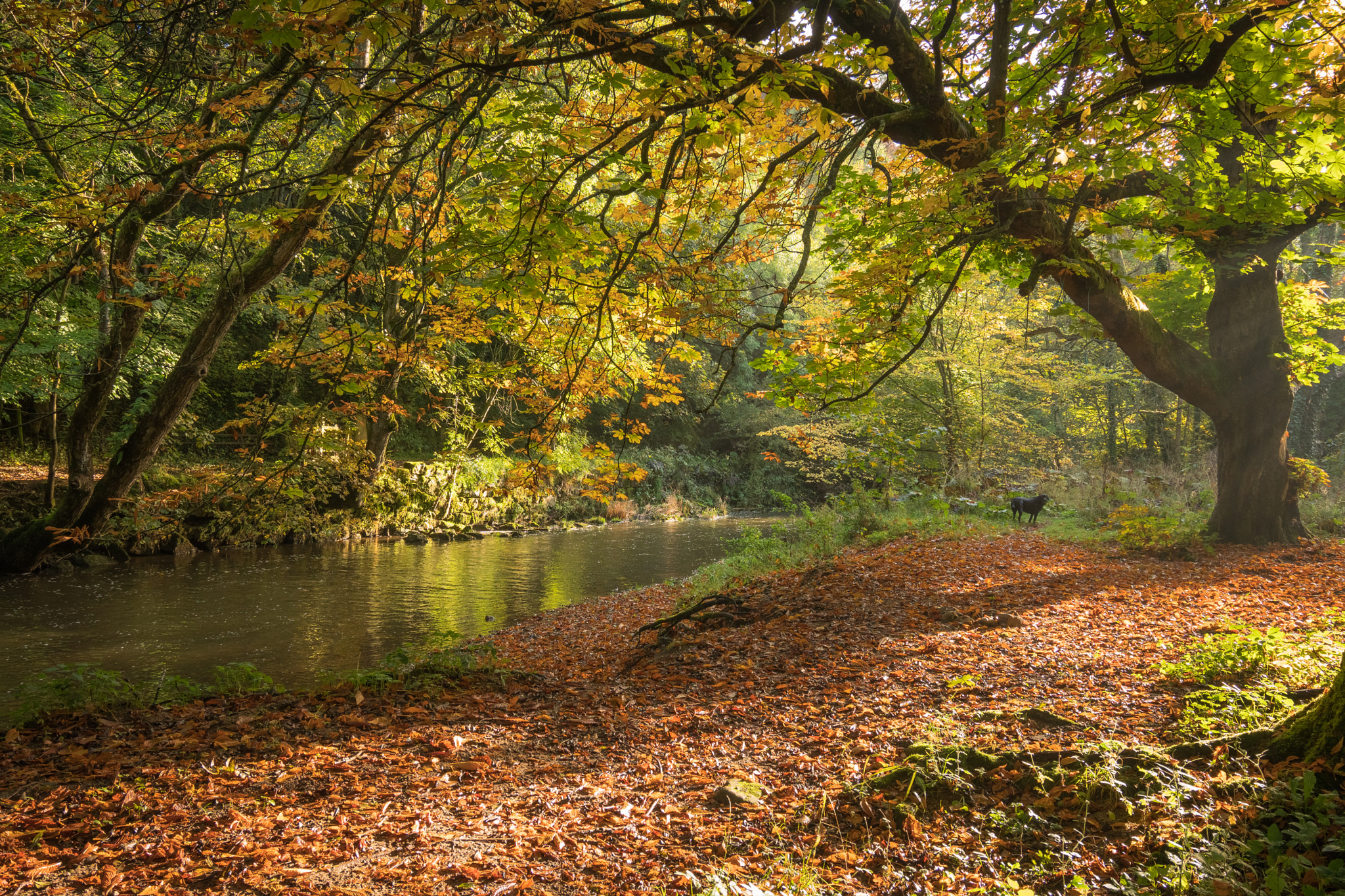 Sony a6300 + Sony Vario-Tessar T* FE 16-35mm F4 ZA OSS sample photo. Autumn strolls along the river photography