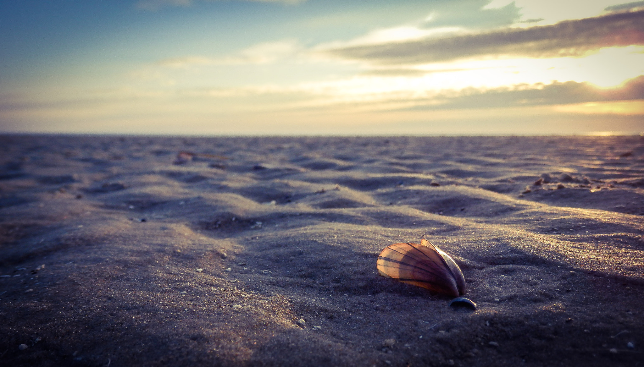 Olympus SZ-31MR sample photo. Shell on the beach at sunset photography