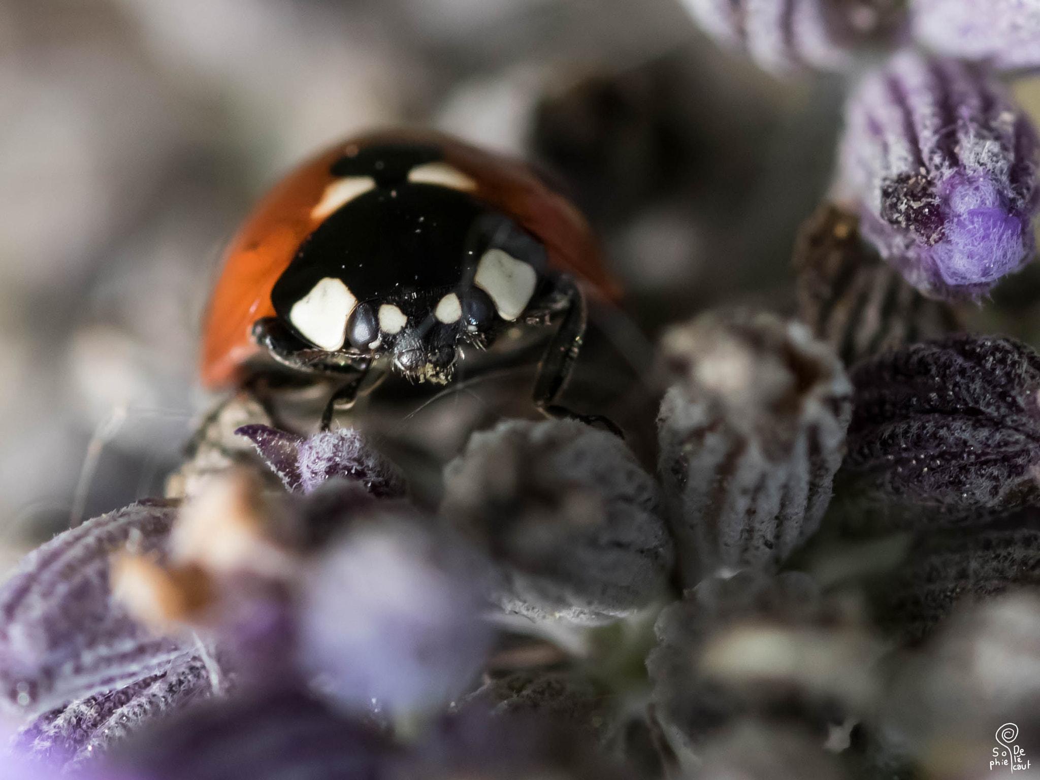 Sigma 105mm F2.8 EX DG OS HSM sample photo. Sa photography