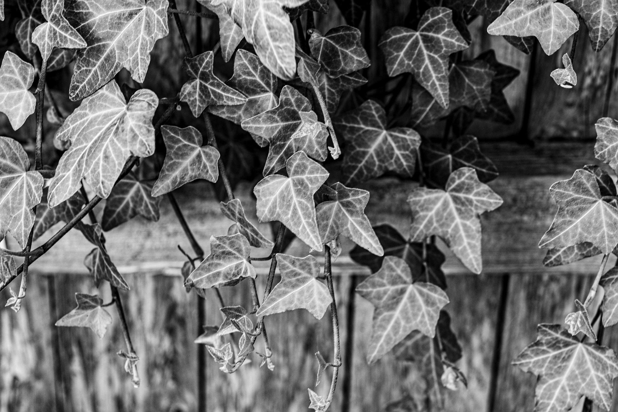 Tokina AT-X Pro 100mm F2.8 Macro sample photo. Ivy on the fence photography