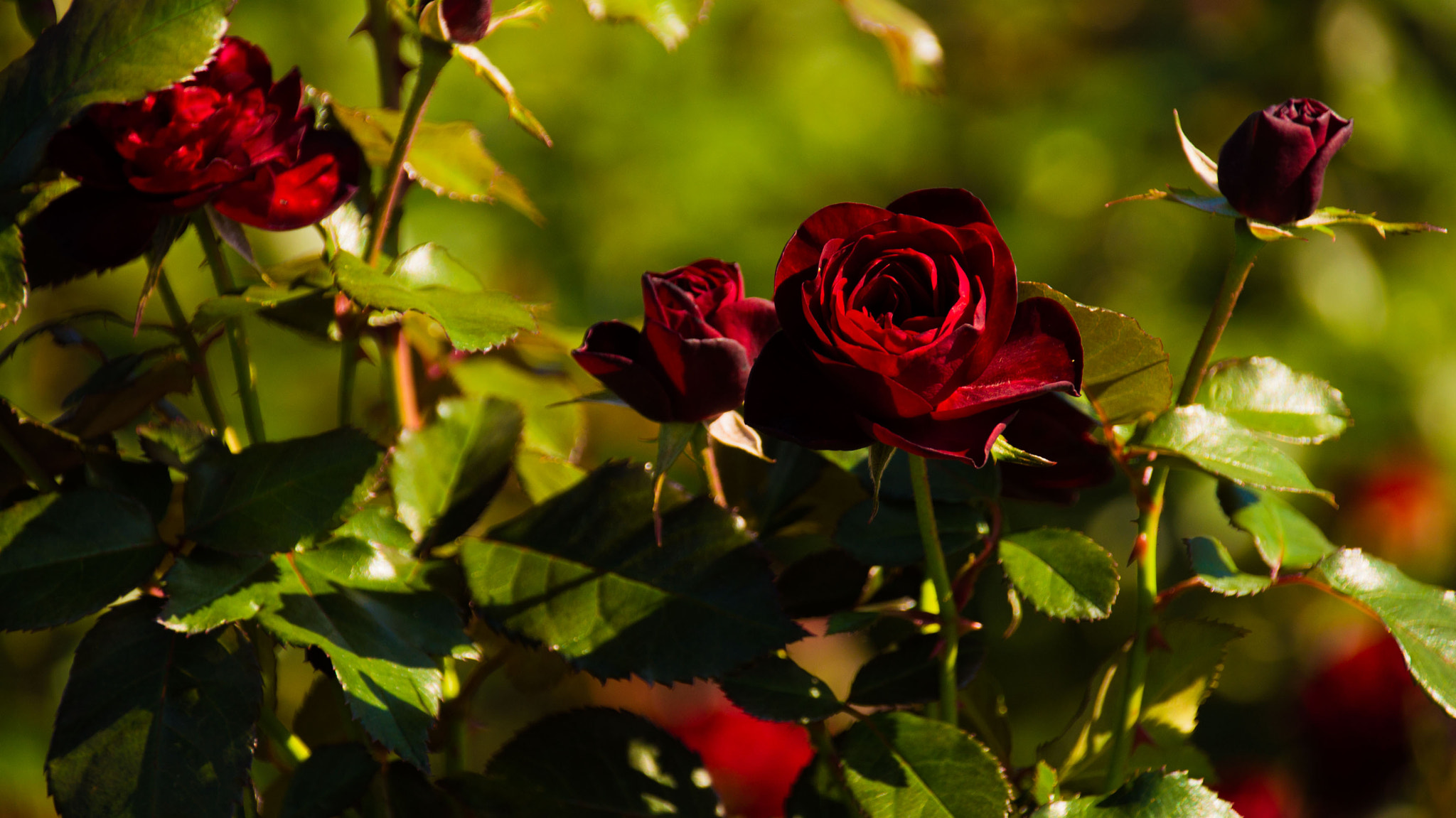 Sigma 18-250mm F3.5-6.3 DC OS HSM sample photo. Rose photography