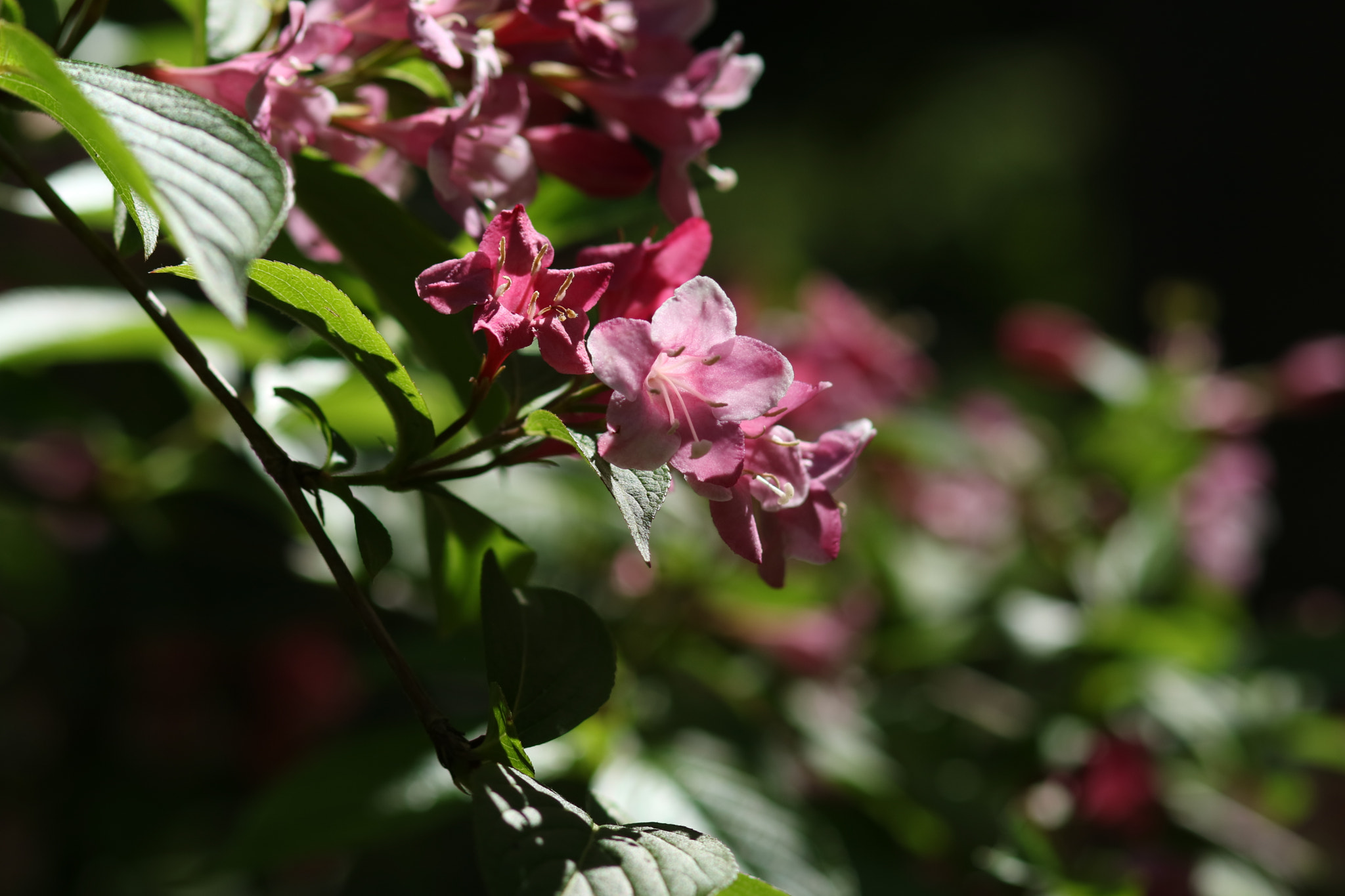 Canon EOS M3 + Canon EF 85mm F1.8 USM sample photo. Abg_20161014_15 photography