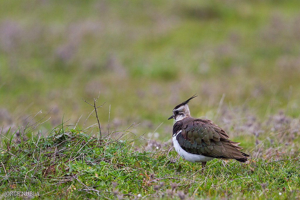 Canon EOS 7D sample photo. Avefría europea (vanellus vanellus). photography