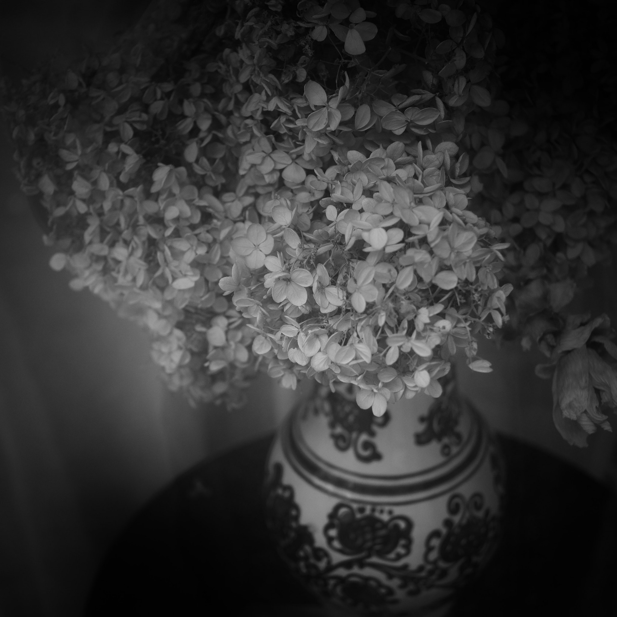 Fujifilm X-E2 + Fujifilm XF 27mm F2.8 sample photo. Flower photography