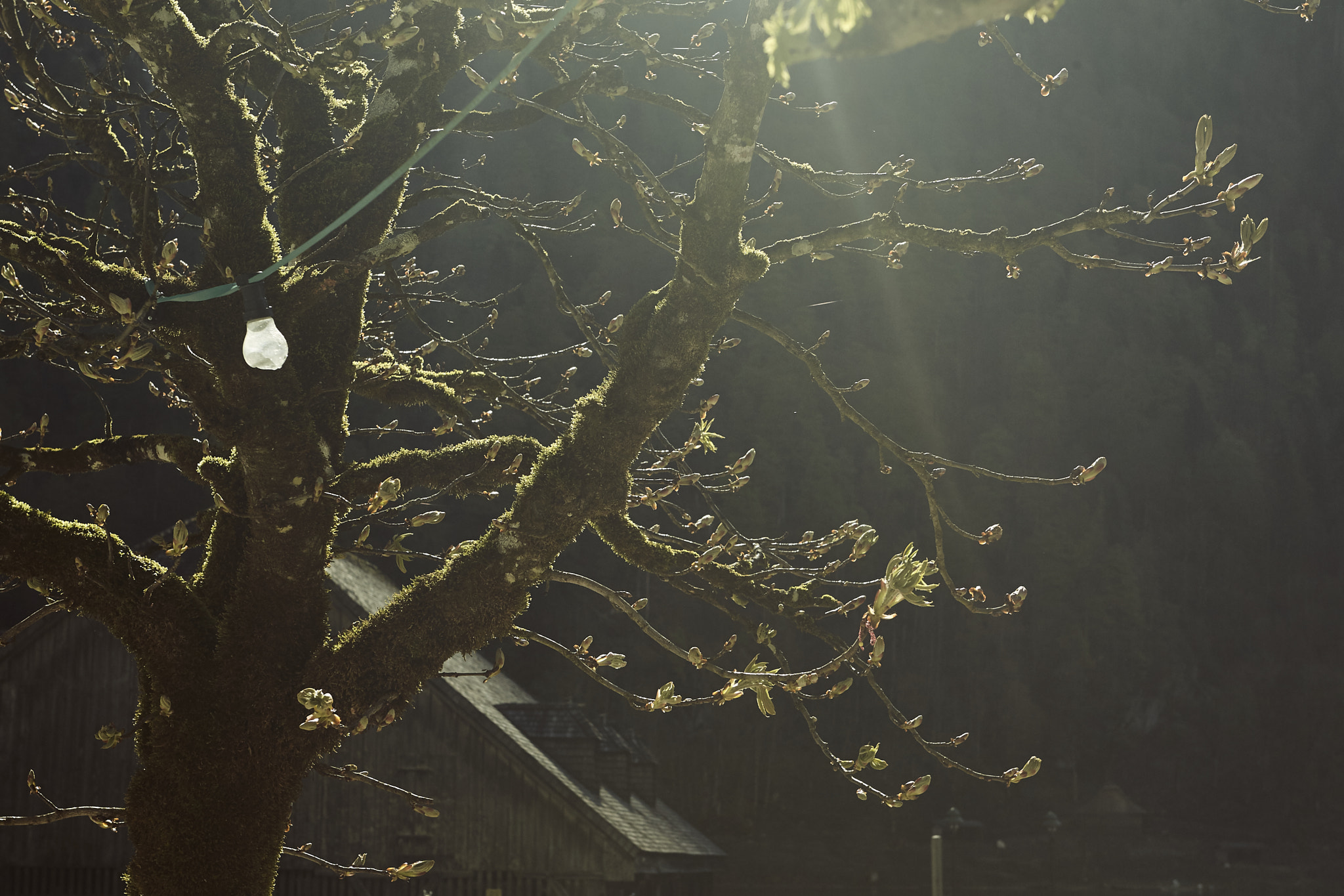 Canon EOS-1D Mark IV sample photo. 2016 | 04 | koenigssee | light and bulb photography