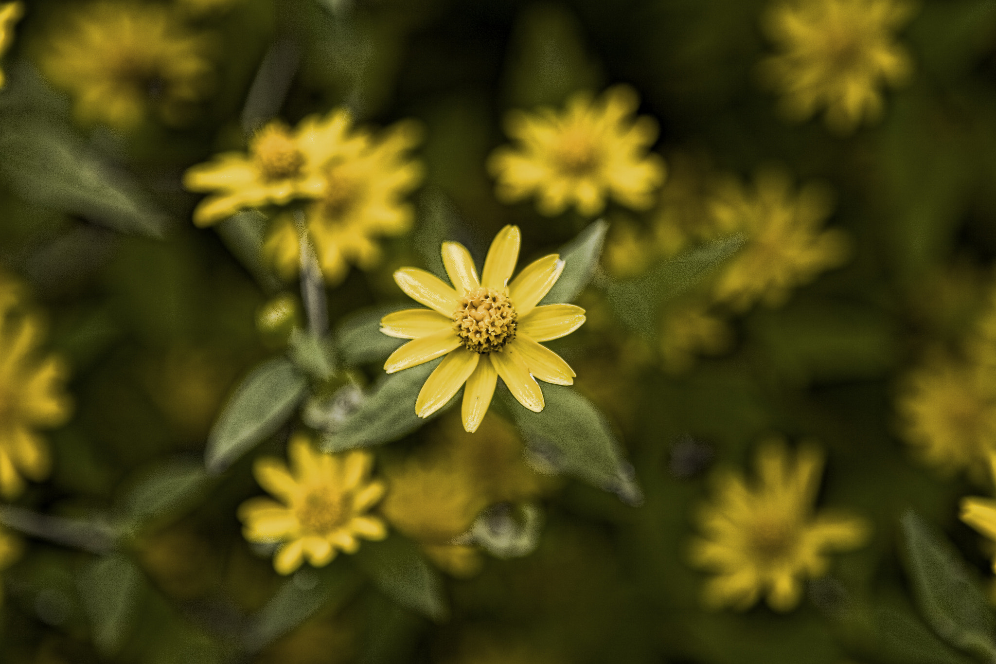 Canon EOS 400D (EOS Digital Rebel XTi / EOS Kiss Digital X) + Canon EF 24-70mm F2.8L USM sample photo. Yellow wild flower photography