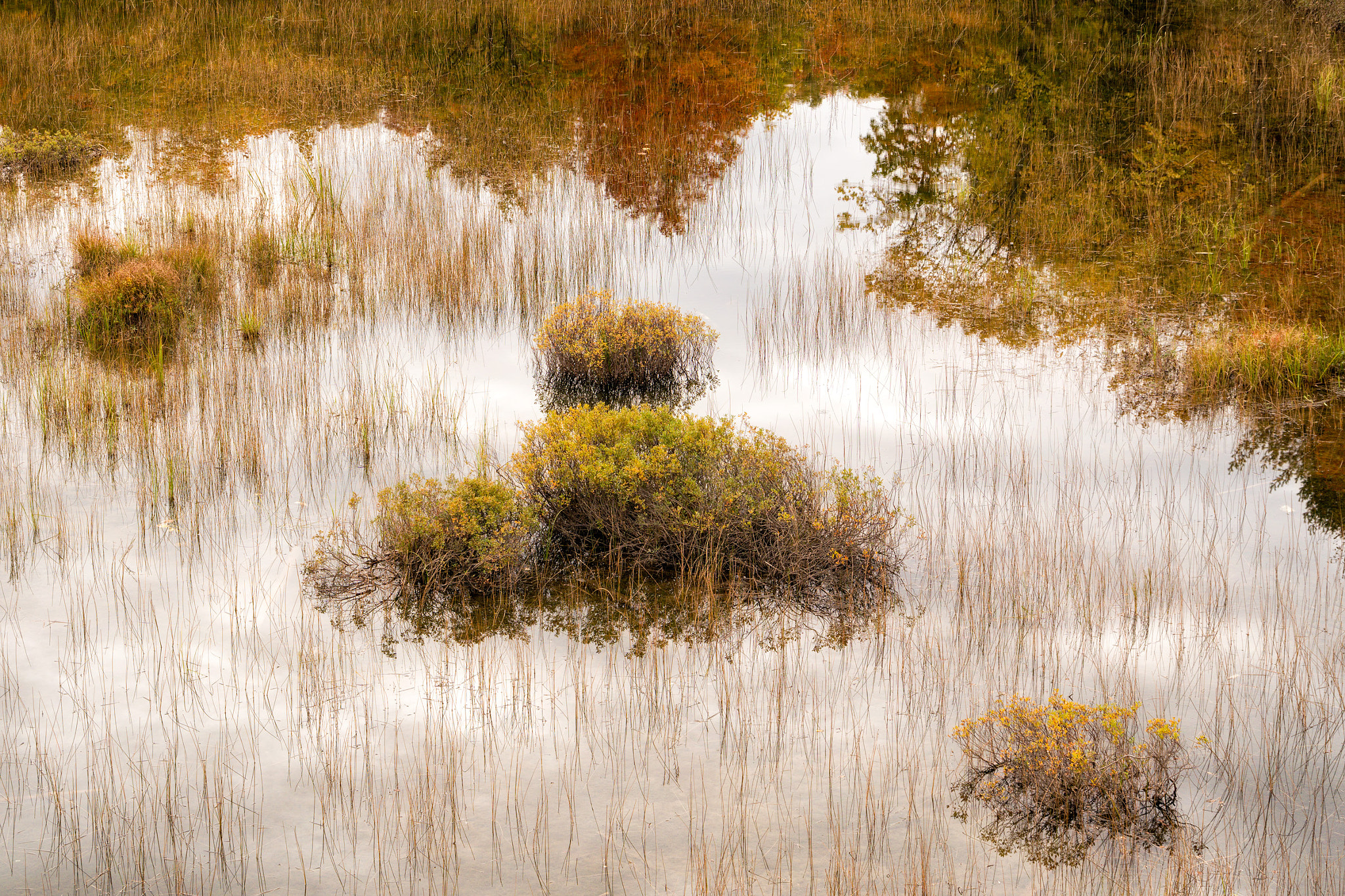 Sony E 18-200mm F3.5-6.3 OSS sample photo. 'autumn's alternatives' photography