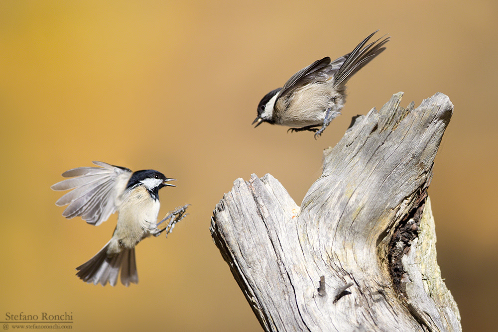 Canon EOS-1D X + Canon EF 300mm F2.8L IS USM sample photo. Fight photography