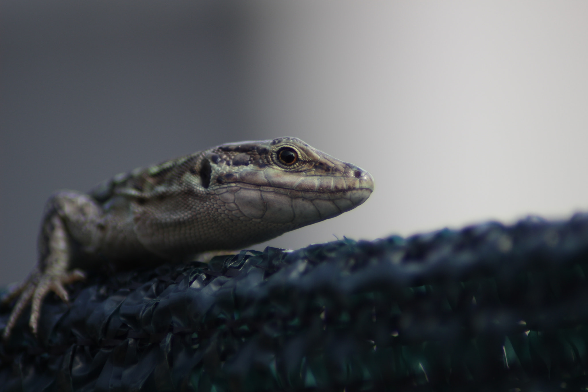 Canon EOS 100D (EOS Rebel SL1 / EOS Kiss X7) sample photo. Lizard photography
