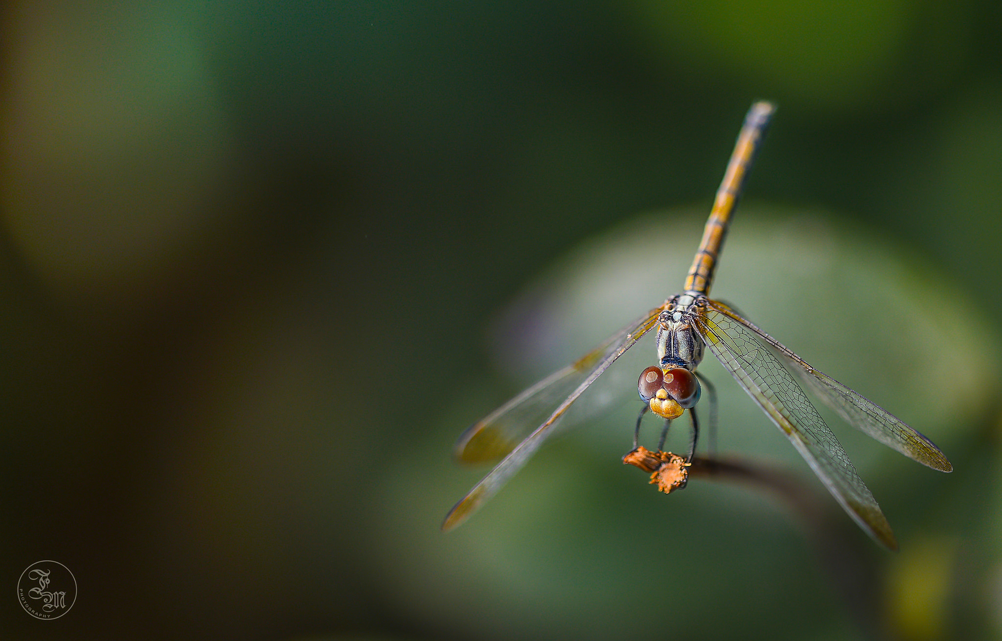 Sigma 150mm F2.8 EX DG Macro HSM sample photo. Dragonfly macro photography
