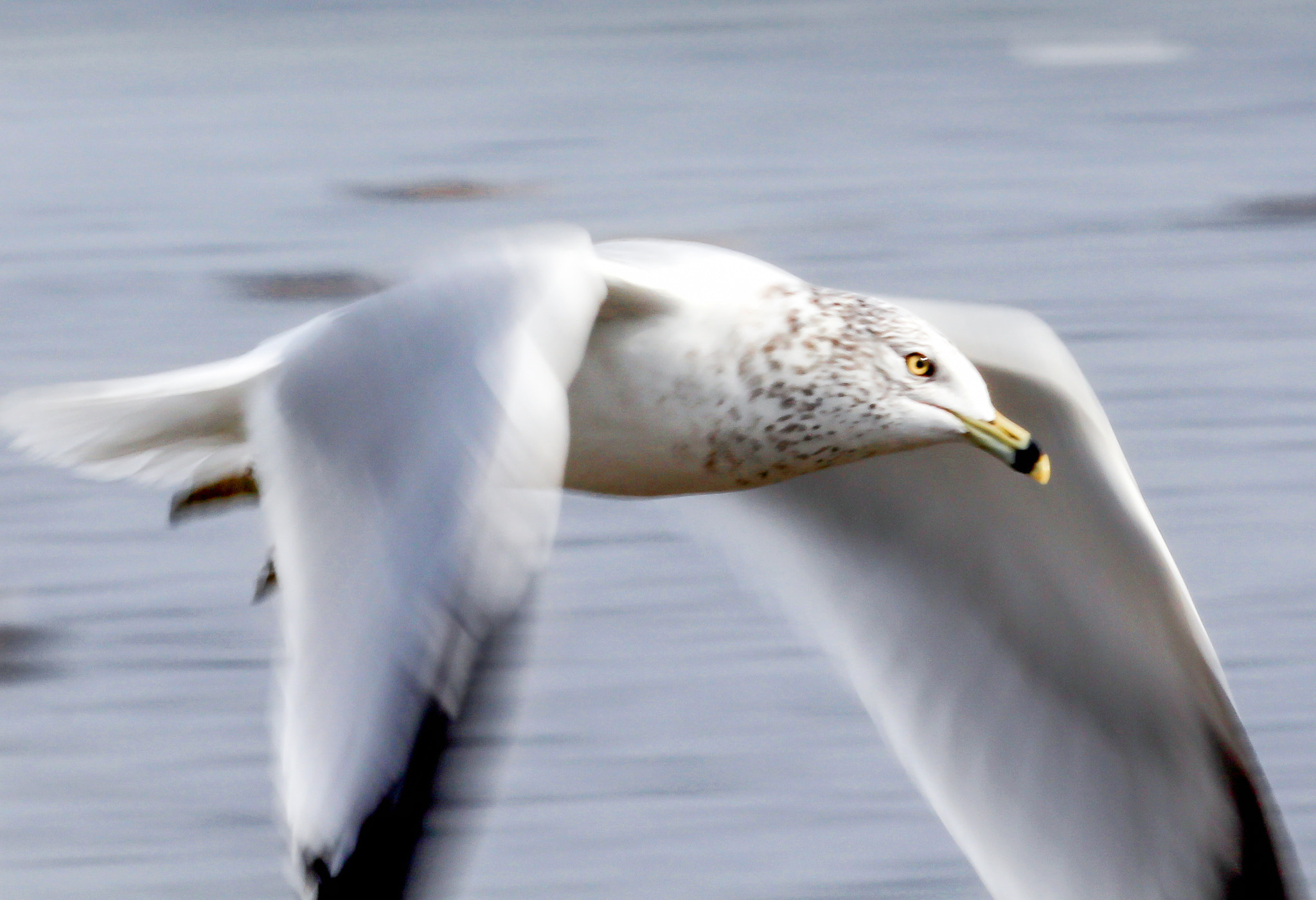 Canon EOS 650D (EOS Rebel T4i / EOS Kiss X6i) sample photo. Seagull in flight photography
