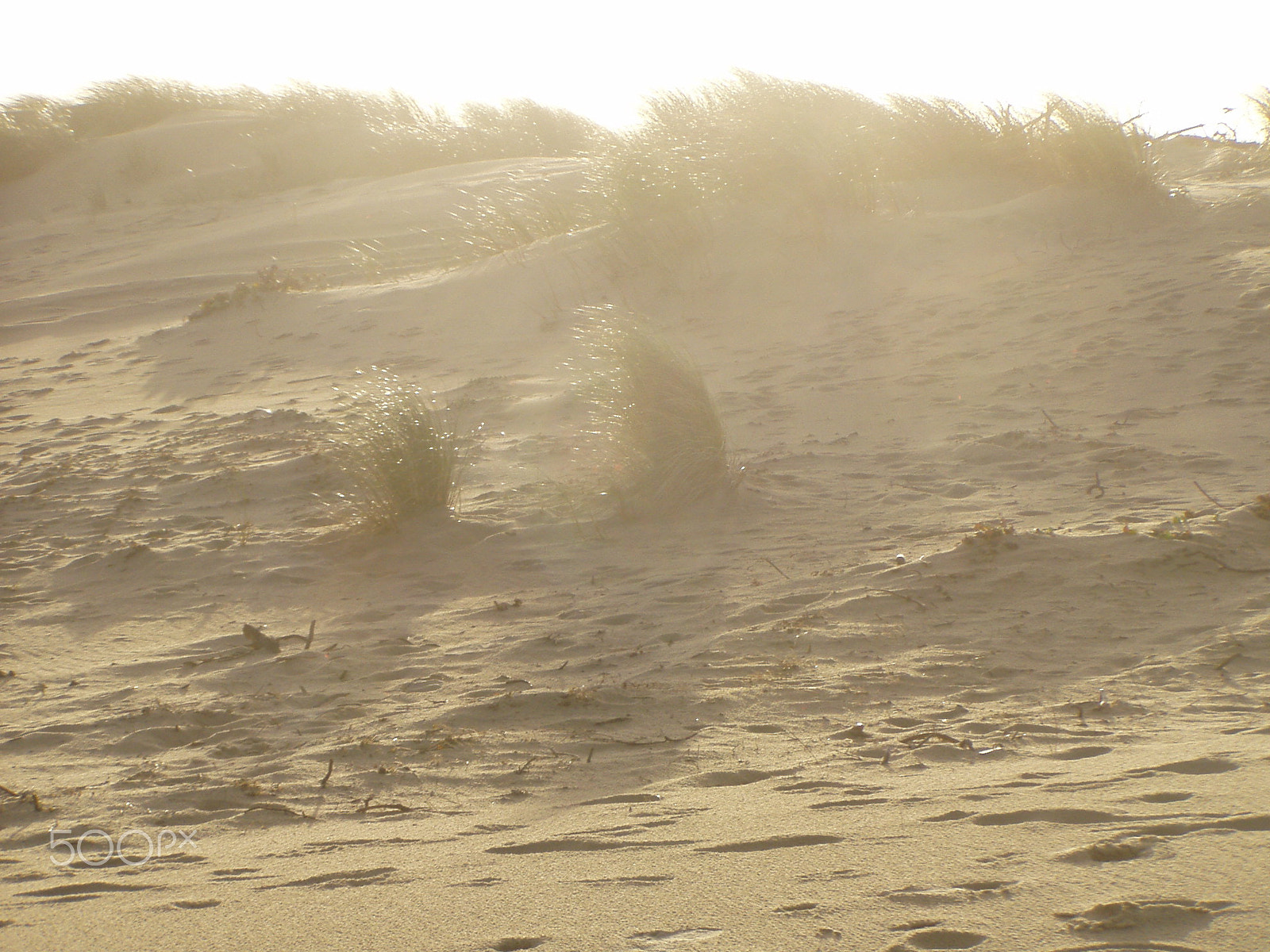 Olympus C720UZ sample photo. Lumière d'hiver sur les dunes photography