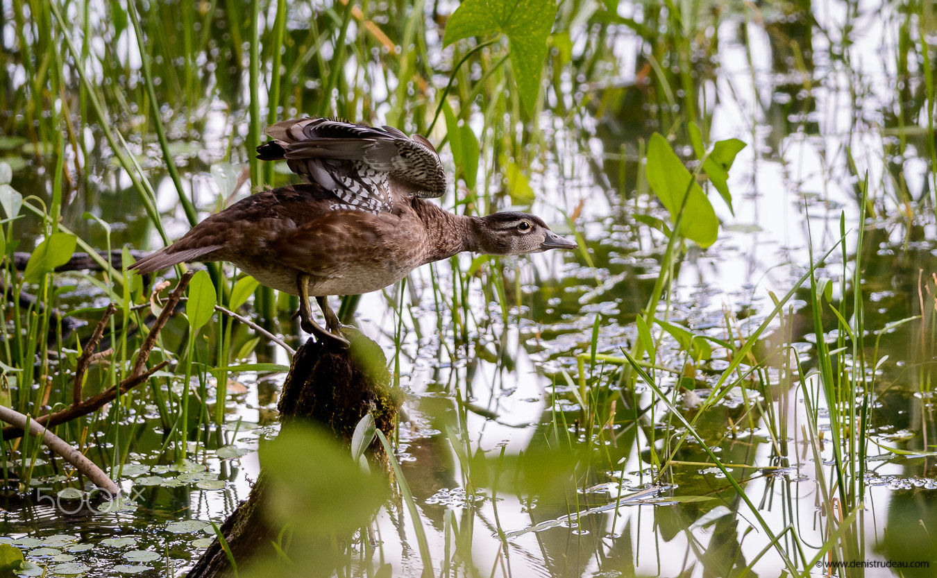 Nikon D800 + Nikon AF-S Nikkor 300mm F4D ED-IF sample photo. Duck ready to fly photography