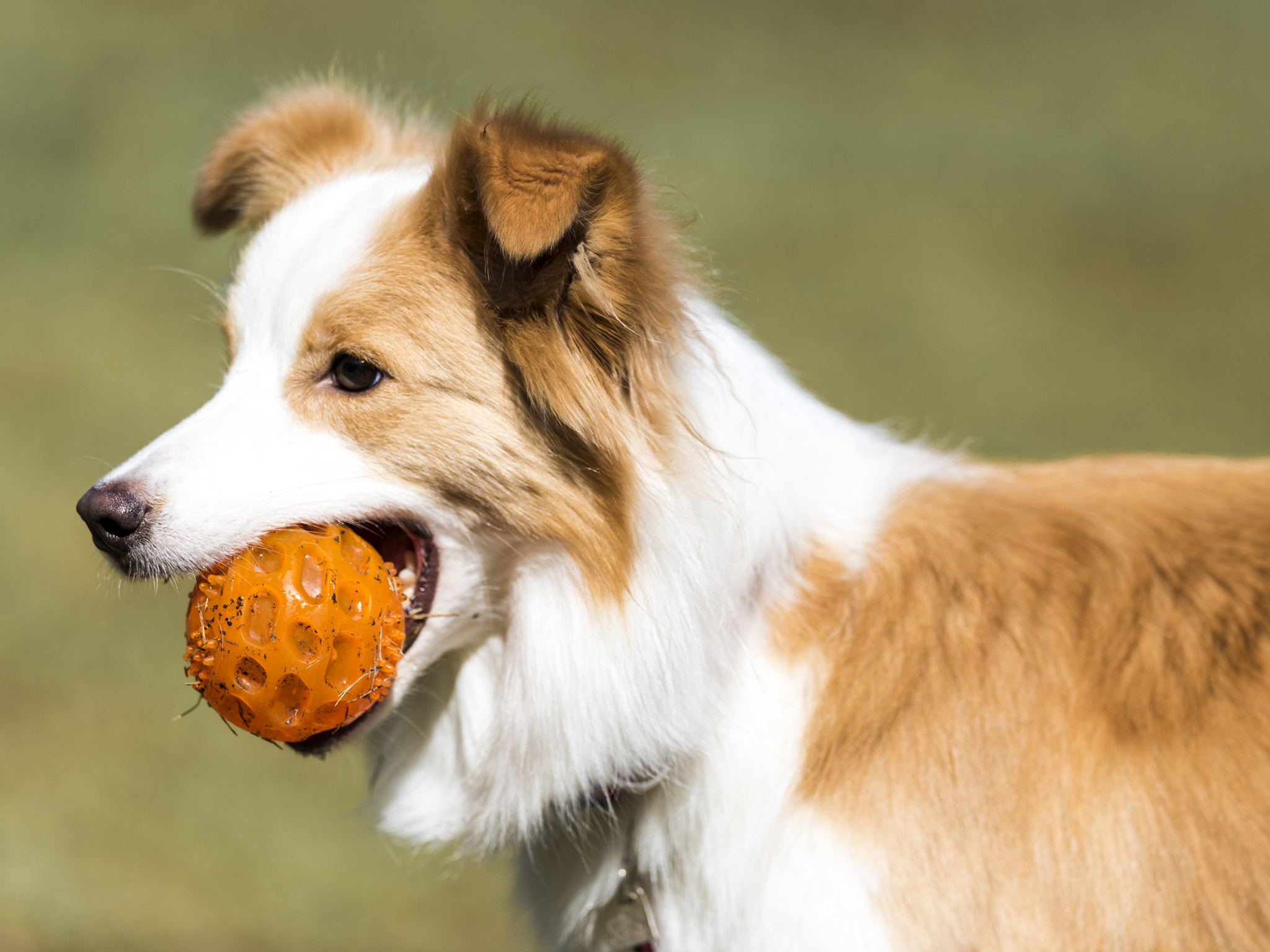 Nikon AF-S Nikkor 400mm F2.8E FL ED VR sample photo. My ball photography