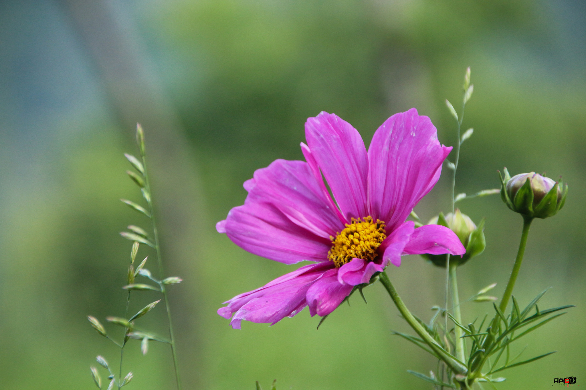 Canon EOS 650D (EOS Rebel T4i / EOS Kiss X6i) sample photo. " nature’s way " photography