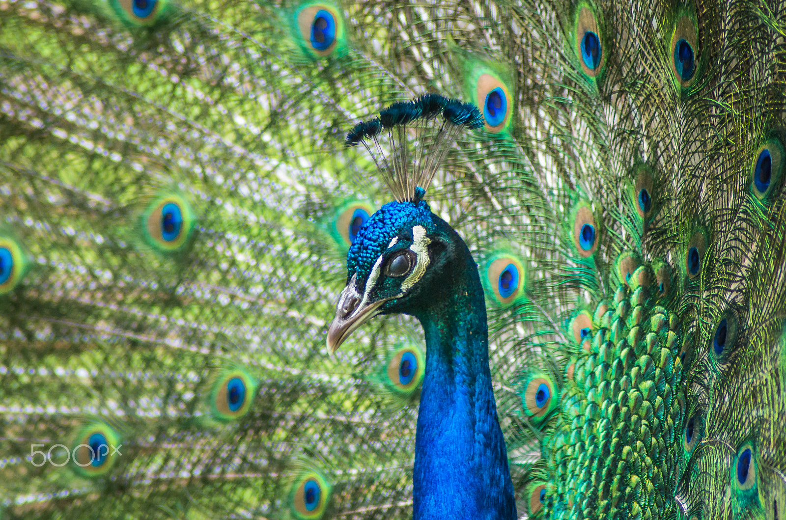 Tamron AF 70-300mm F4-5.6 Di LD Macro sample photo. Eyes closed photography