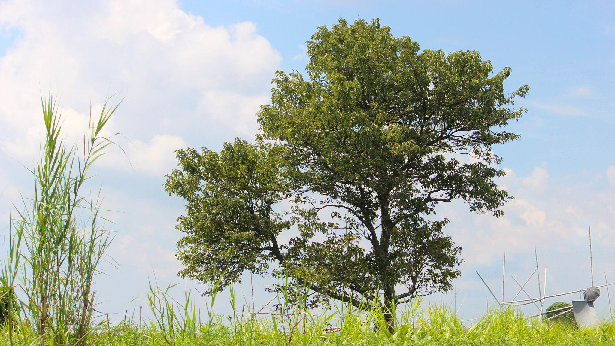 Canon EOS 600D (Rebel EOS T3i / EOS Kiss X5) sample photo. Arial beel photography