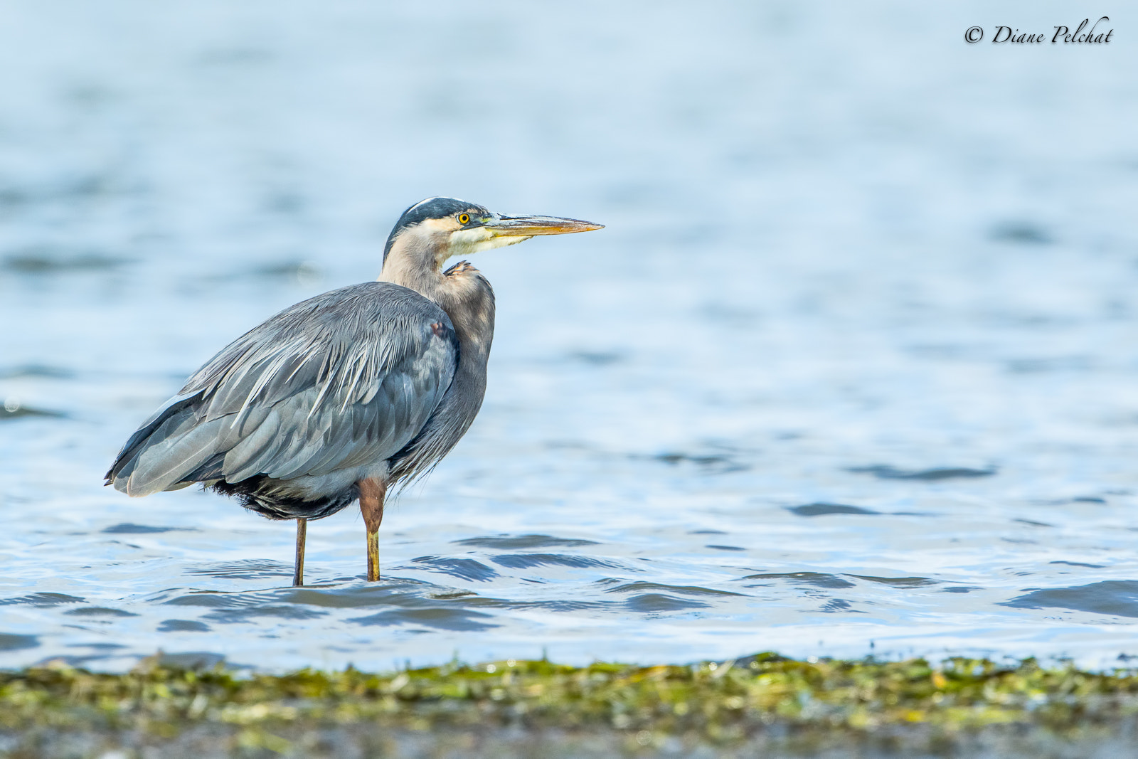 Canon EOS 7D Mark II + Canon EF 300mm F2.8L IS II USM sample photo. Great blue heron photography