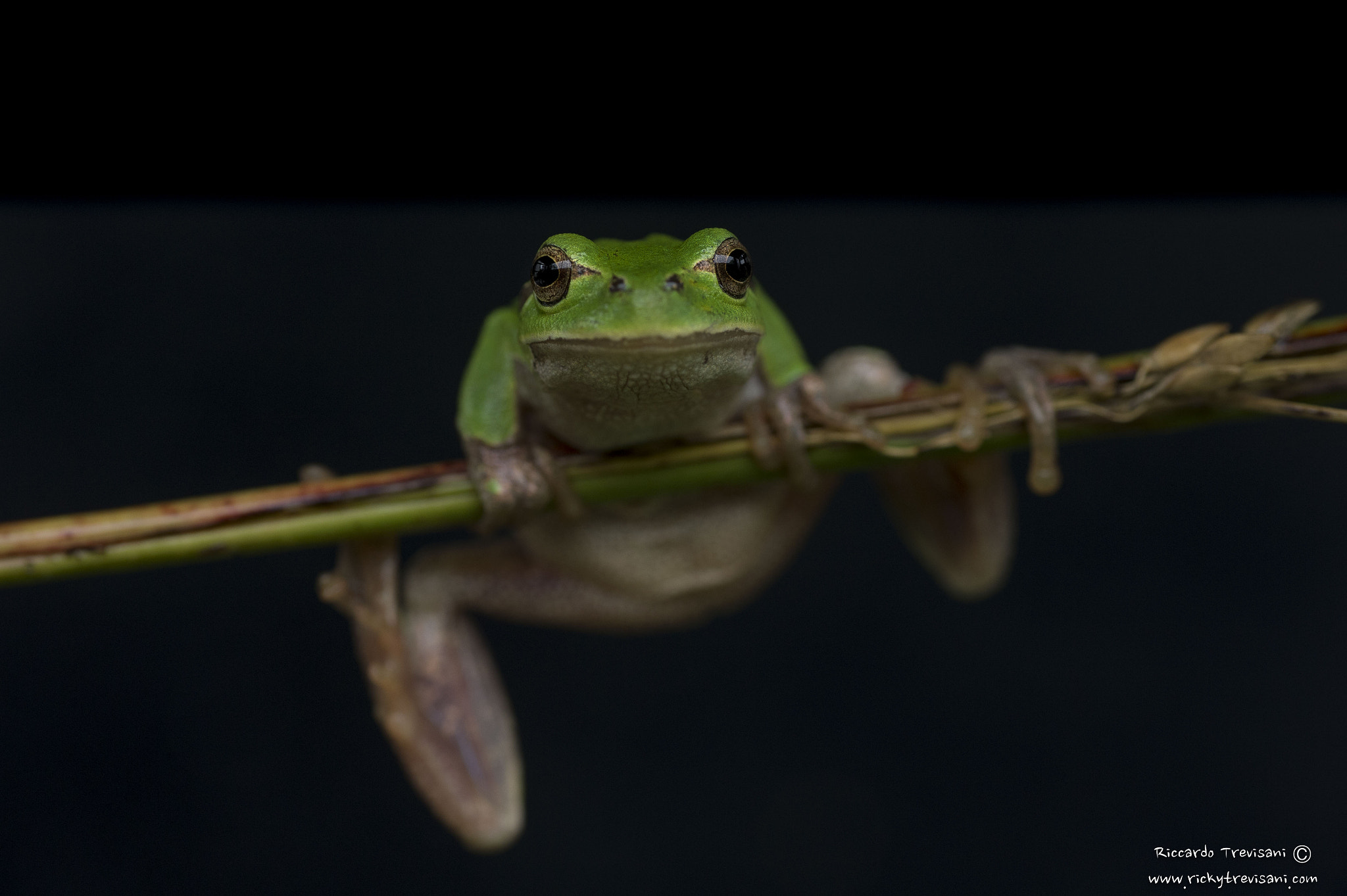 Nikon D4 sample photo. Tree frog photography